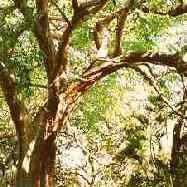 ローズウッド
ローズ調の香りがする木のアロマ3