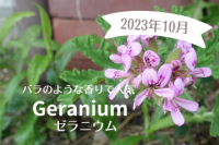 季節の変わり目はゼラニウム