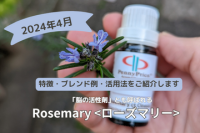 春はローズマリー